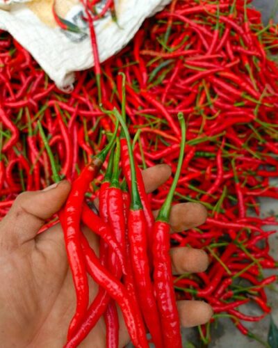 Cami Agrikultur Indonesia Gallery (1)