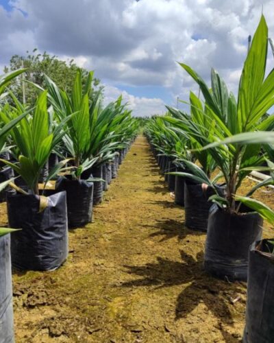 Cami Agrikultur Indonesia Gallery (2)