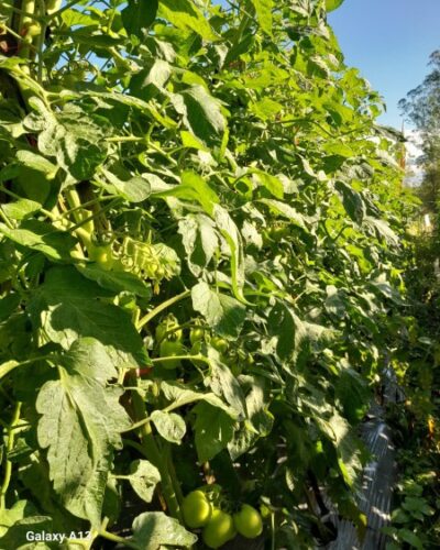 Cami Agrikultur Indonesia Gallery (6)