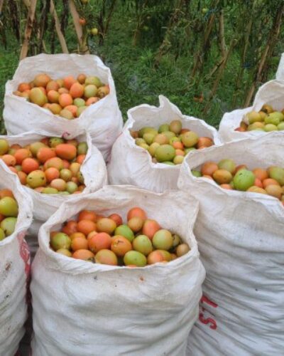 Cami Agrikultur Indonesia Gallery (9)